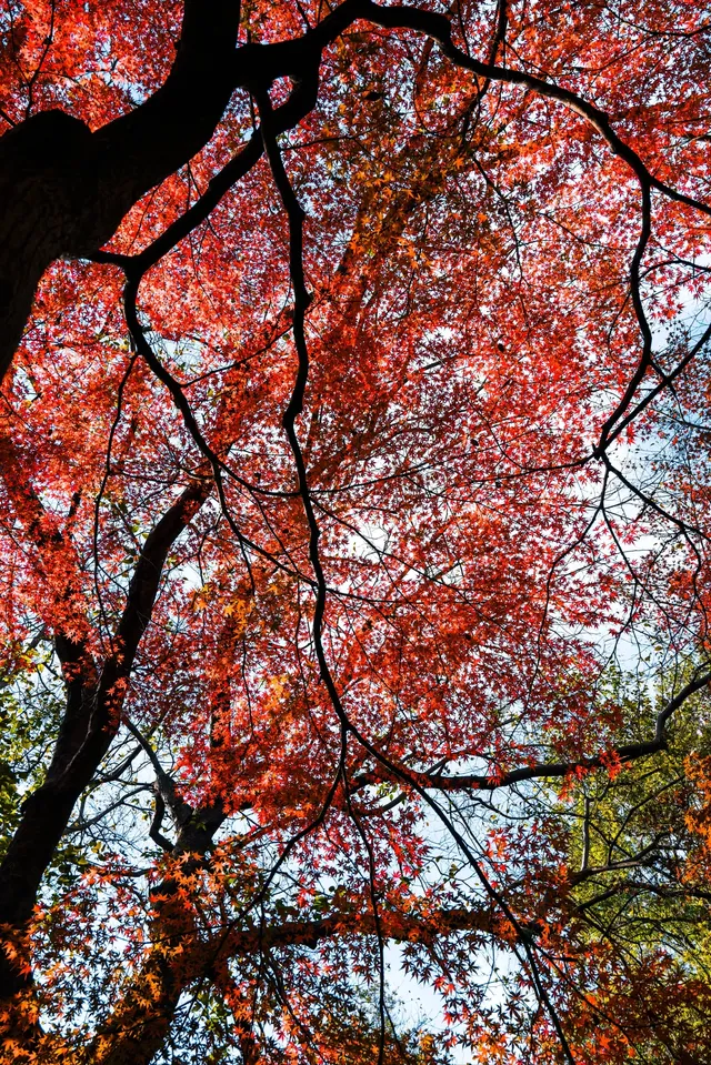 亭林公園楓葉紅透啦