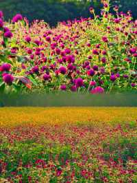 宿遷三臺山絕美仙境98%森林覆蓋超治癒！