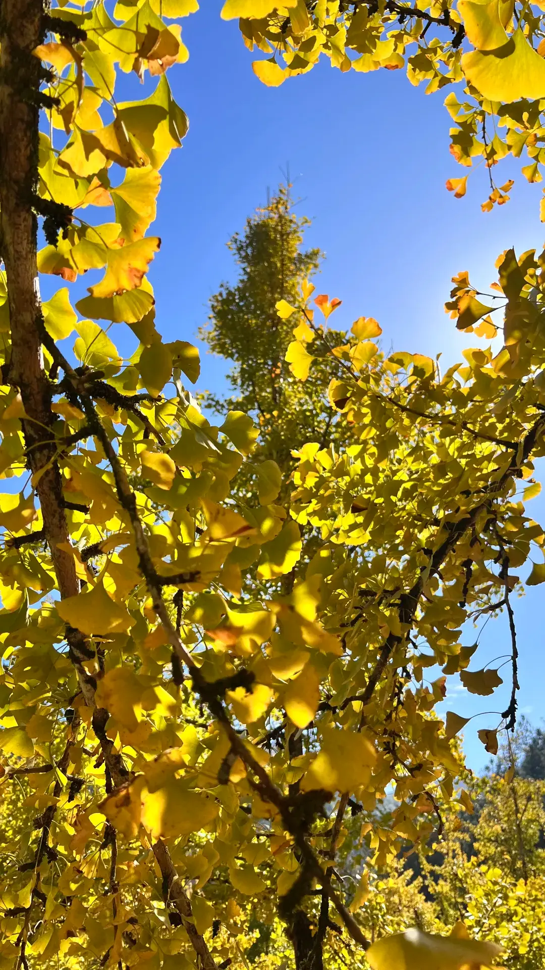 Don't regret missing Nanxiong Maozi Peak, no filter on 11.30! Don't go empty-handed