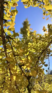 南雄帽子峰不看後悔,11.30無濾鏡!別跑空