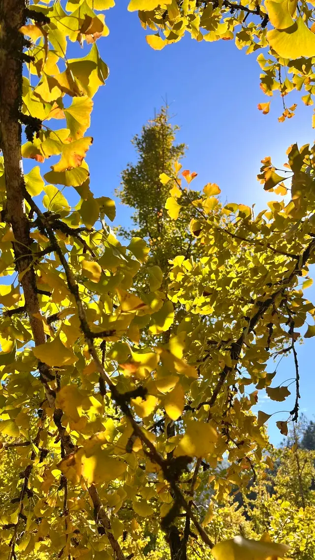 南雄帽子峰不看後悔,11.30無濾鏡!別跑空 南雄帽子峰不看後悔,11.30無濾鏡!別跑空