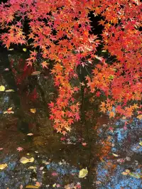 live圖的意義|南京中山植物園紅楓美瘋了