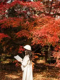 12.5實況|中山植物園這幾個機位包出片的!