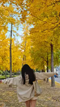 黃金城道及周邊最全銀杏拍攝citywalk路線