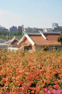 在廈門馬銮灣一起走三角梅花路啦!