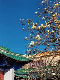 冬日限定！昆明翠湖與紅嘴鷗的浪漫邂逅