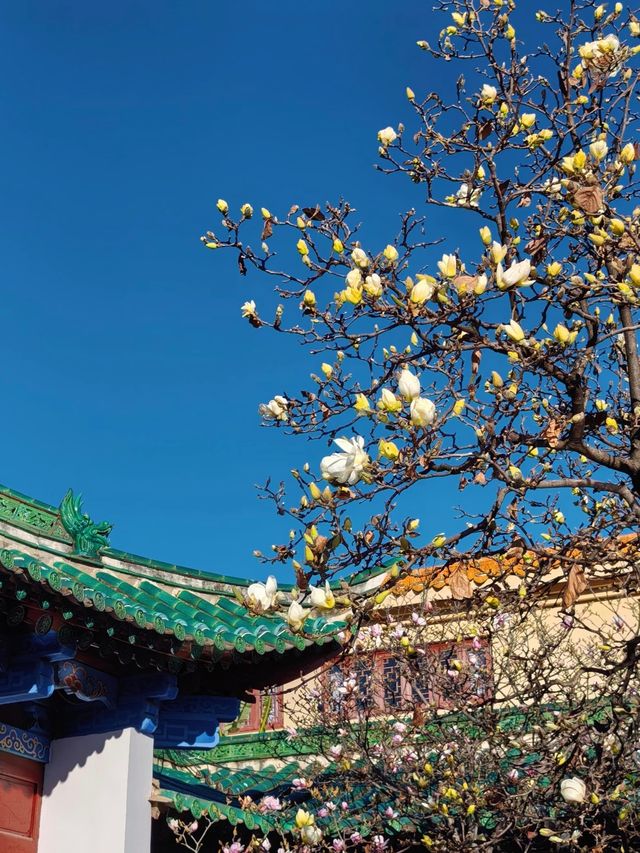 冬日限定！昆明翠湖與紅嘴鷗的浪漫邂逅