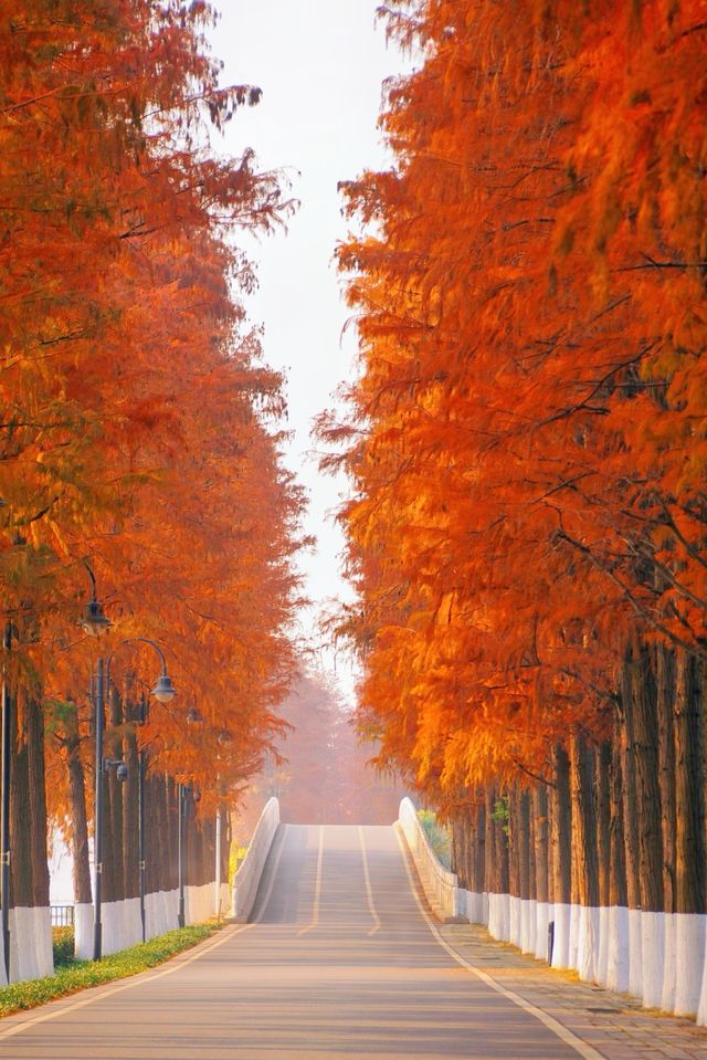 武漢元旦瘋玩指南本地人私藏的東湖跨年清單曝光