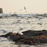 冬日的浪漫|青島棧橋與西伯利亞海鷗的日落之約