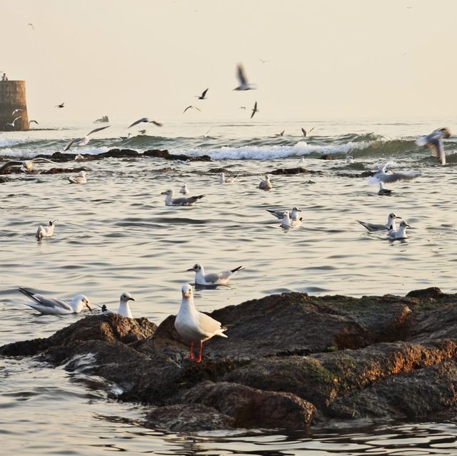 冬日的浪漫|青島棧橋與西伯利亞海鷗的日落之約 冬日的浪漫|青島棧橋與西伯利亞海鷗的日落之約