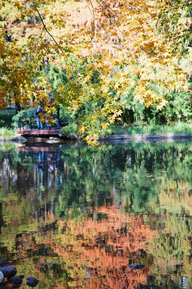 魔都市中心的“小京都”!延中廣場公園秋日拍照封神攻略 魔都市中心的“小京都”!延中廣場公園秋日拍照封神攻略