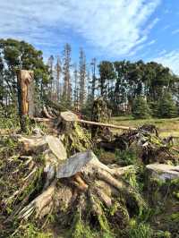 秋天的共青森林公園彷彿是一幅油畫