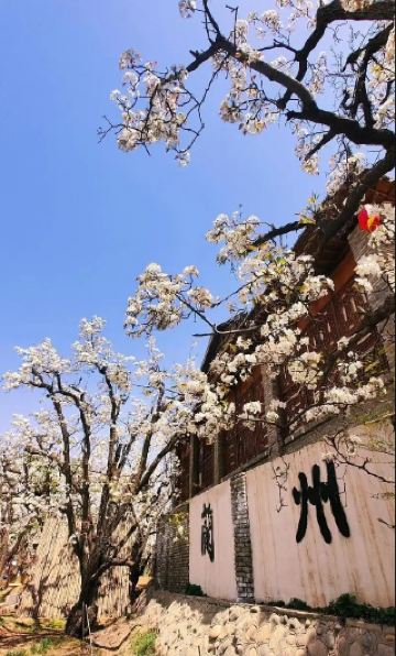 황하변의 천년 서사시｜사천 고배원