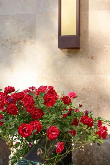 Year-end mountain retreat warmth | Embark on a family reunion deep in the bamboo forest