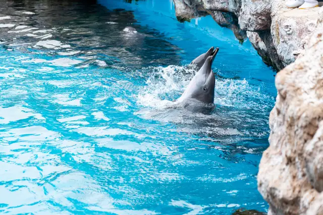 Zero-Worry Chimelong Adventure: Feed Giraffes, Dine with Thousands of Fish..