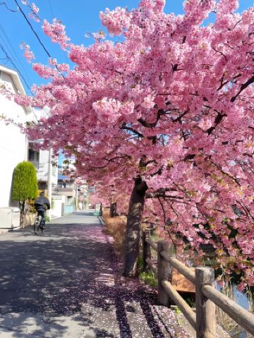 Sakura in Full Bloom | The Recent Kansai Has Moved Me to Tears with Romance!
