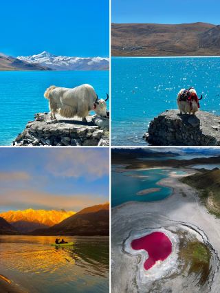 Linzhi Peach Blossom Festival｜Sleeping at the Foot of Snowy Mountains, Waiting for the Spring Bloom