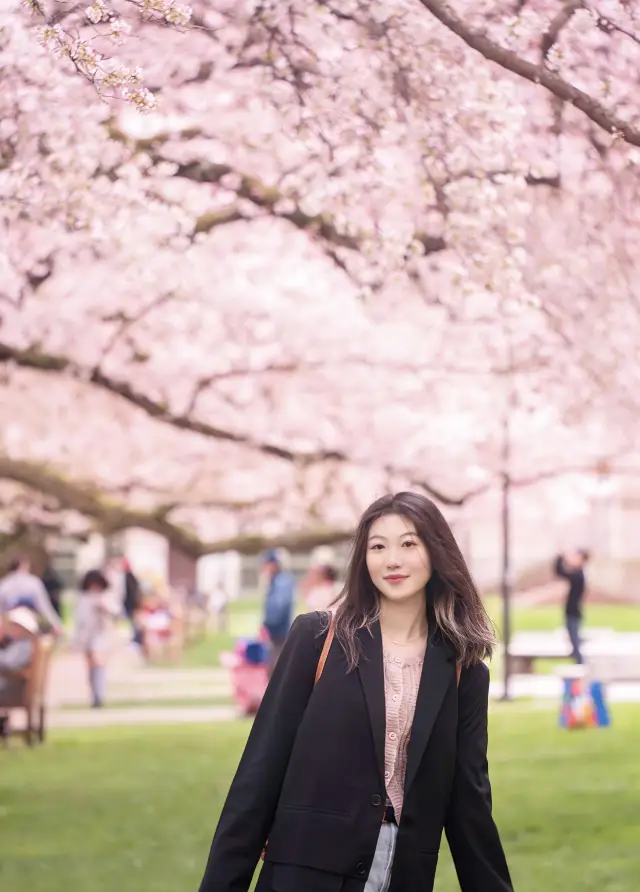 Seattle UW Cherry Blossom Viewing Guide｜Give Spring to a Patch of Pink