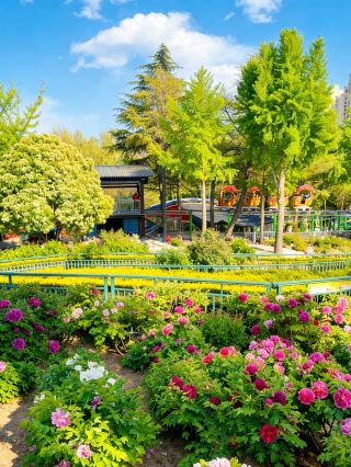 4月の菏沢牡丹ガイド｜曹州園から百花園まで、国色の華やかさを存分に楽しもう
