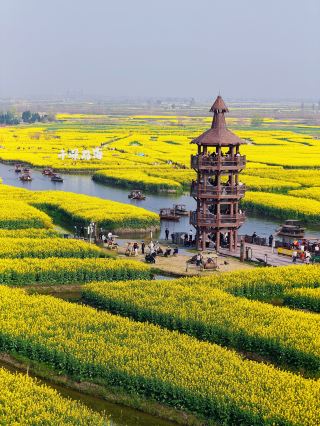Complete Guide to Visiting Taizhou Qianduo Rape Flower Scenic Area
