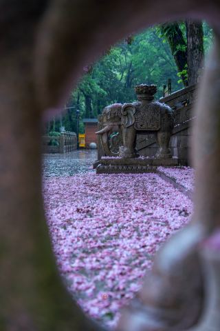 煙雨禅寺の楸花、絶美の雨中邂逅200年の古楸！