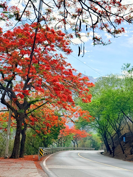 Panzhihua: A Small May Town Ignited by Flame Trees, a Summer