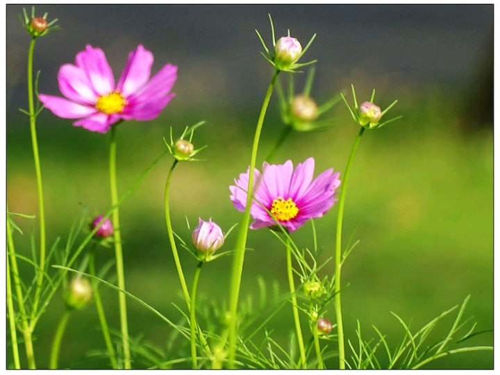 This family-friendly nature retreat in Zhangzhou and Nanjing perfectly blends urban convenience with rustic charm. Ditching the crowds, every stop on this itinerary is spacious and healing—kids can run wild and get up close with nature, while adults can truly unwind and rediscover the beauty of life. Whether you're traveling with family or just looking for a laid-back, off-the-beaten-path deep dive, this route totally deserves a spot on your bucket list!