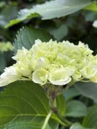 西歸浦繡球花秘境
