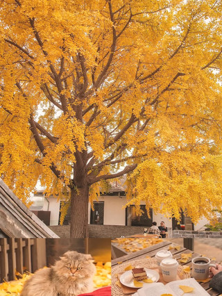 Autumn in Beiping: A True Account by a Local Man - No City