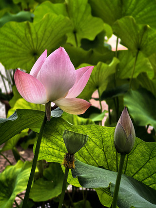 北京蓮花池公園