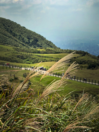 冷擎步道 - 位於陽明山國家公園，是連接冷水坑與擎天崗的林蔭步道，沿途平緩易走，適合親子同行。這條步