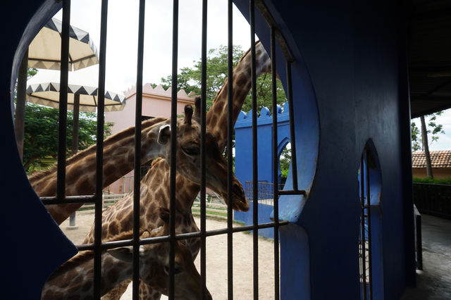 Camel Republic สวนอูฐ ชะอำ