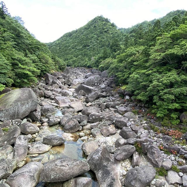 縄文杉を見に屋久島トレッキング