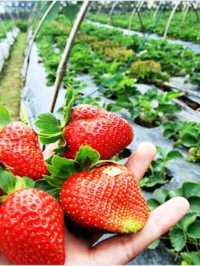 Starwberry Farm