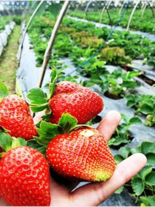 Starwberry Farm
