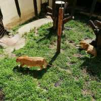 Incredible Johor Zoo