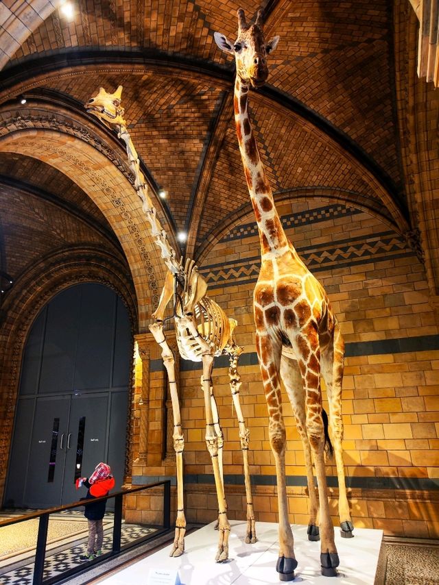 London's Museum of Natural History 