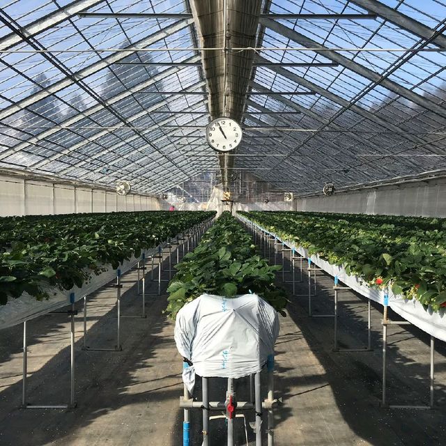 越後湯澤🍓村🤳任食🍓😍
