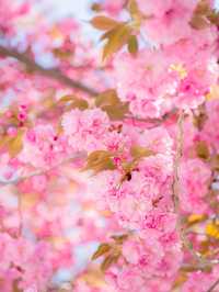 🌸현시각 국내에서 가장 예쁜 사찰 [경주, 불국사]🌿
