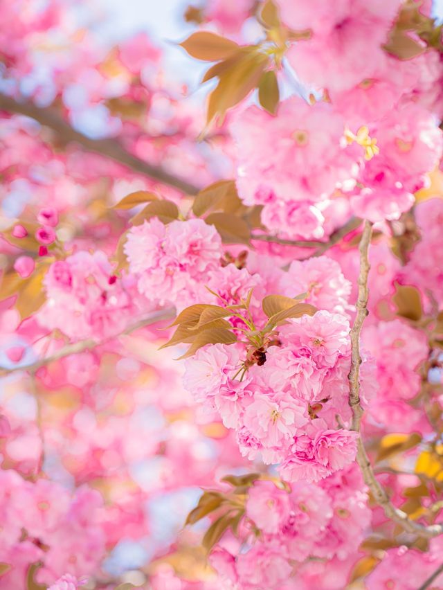 🌸현시각 국내에서 가장 예쁜 사찰 [경주, 불국사]🌿