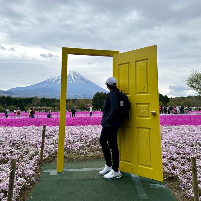 Shibazakura Fuji festival!! 