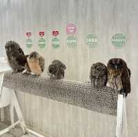 Make friends with an owl in this cafe!