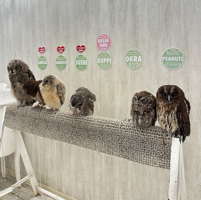 Make friends with an owl in this cafe!