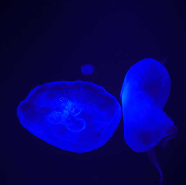 🌊置身暹羅海洋🌊