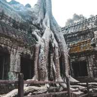 Angkor Wat✨