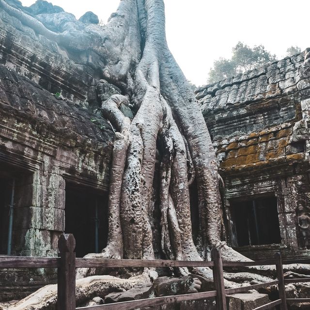 Angkor Wat✨