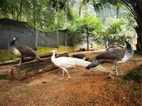Malacca Bird Park ✨