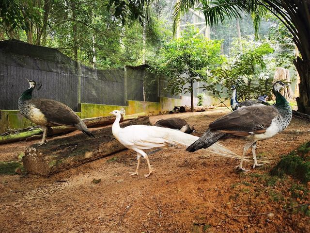 Malacca Bird Park ✨