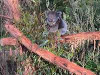 호주 동물들을 가까이서 볼 수 있는 Healesville Sanctuary