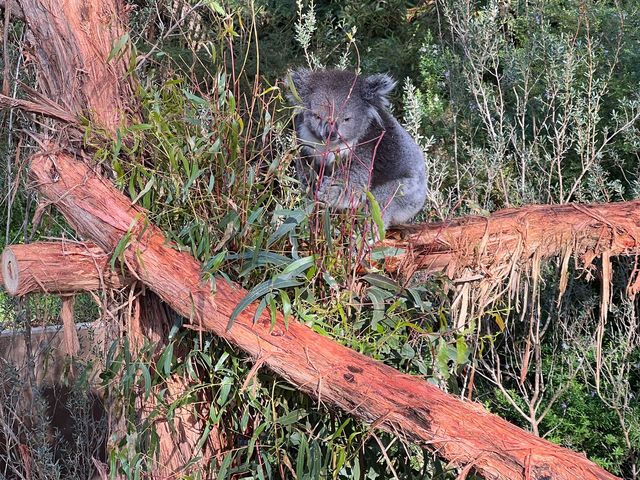 호주 동물들을 가까이서 볼 수 있는 Healesville Sanctuary